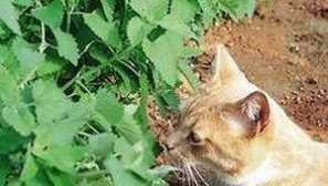 Котячий монетний двір: чому коти її так люблять